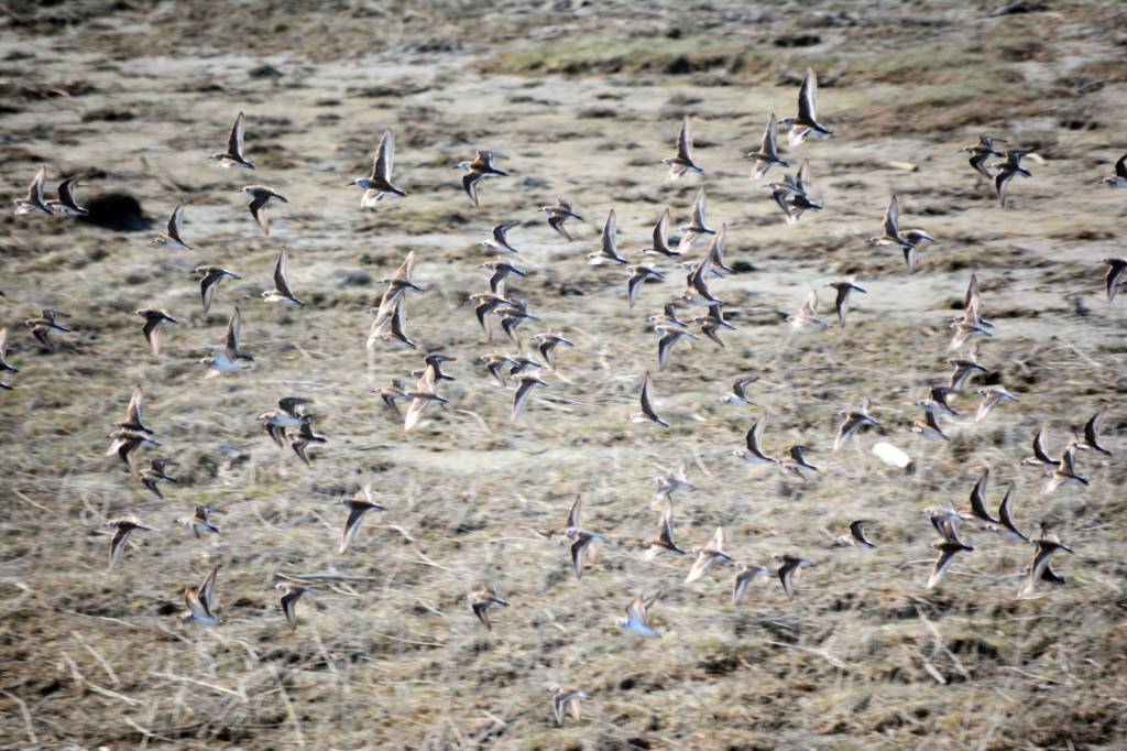 Shorebirds visit right on time