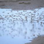 Shorebirds visit right on time