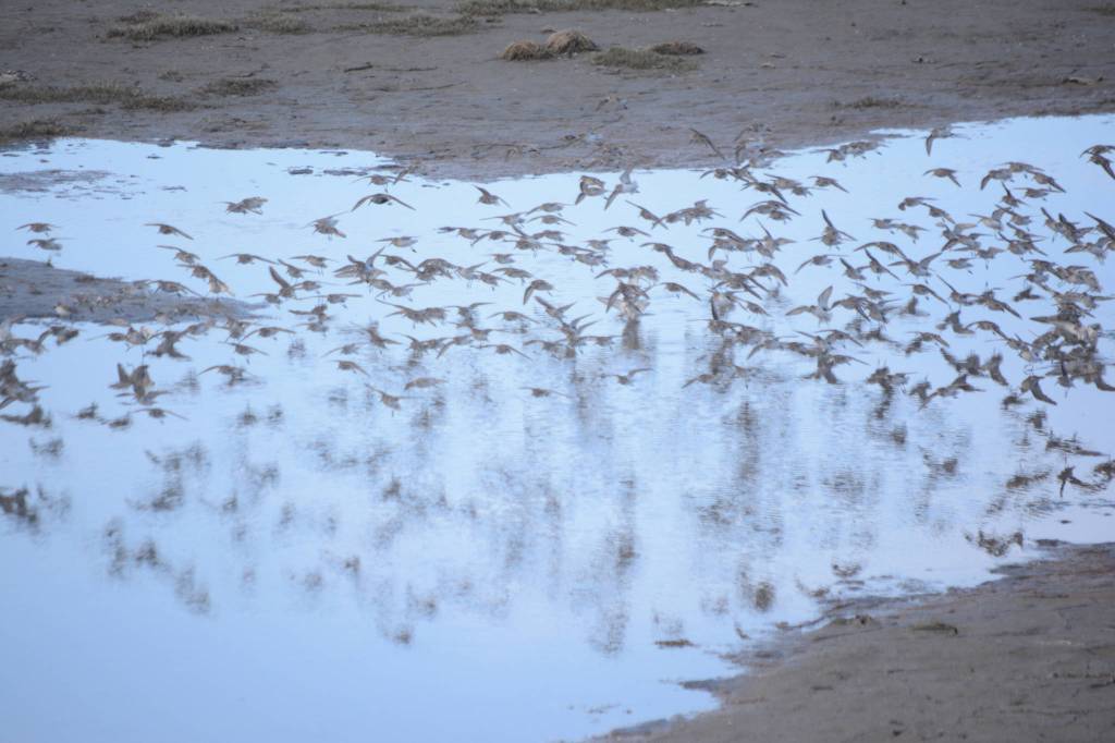 Shorebirds visit right on time