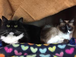 Pet of the Week: Norm