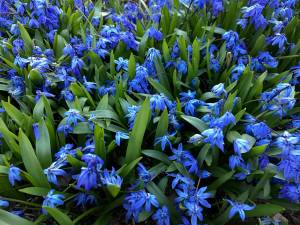 Area greenhouses offer broad, beautiful selection