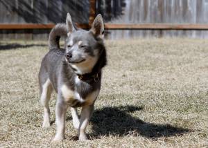 Pet of the Week: Zeus