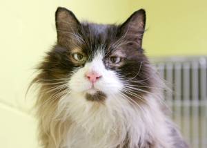 Pet of the Week: Leo