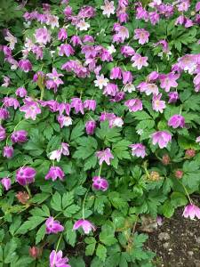 Take time to smell the roses – but also manage them