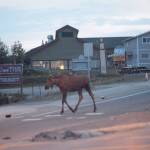 Smart moose A moose crosses the Sterling Highway near the crosswalk at Pioneer Avenue last last Tuesday night.