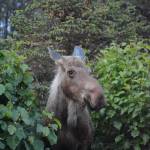 A moose browses on alder bushes by the Homer News last Tuesday evening.