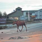 Smart moose A moose crosses the Sterling Highway near the crosswalk at Pioneer Avenue last last Tuesday night.