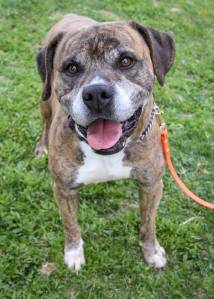 Pet of the Week: Max