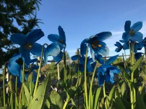 Cranes and porcupines invade