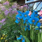 Cranes and porcupines invade