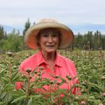 Homer peonies hold special place in Homer, holiday and beyond