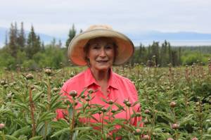 Homer peonies hold special place in Homer, holiday and beyond