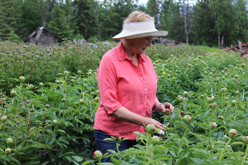 Homer peonies hold special place in Homer, holiday and beyond