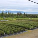 Homer peonies hold special place in Homer, holiday and beyond