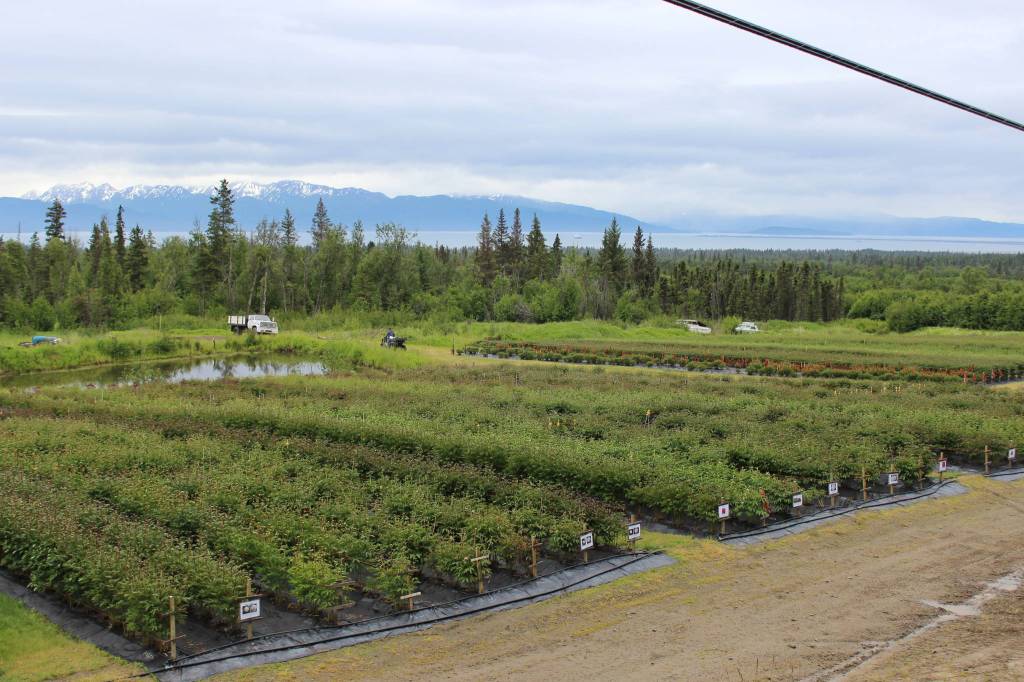 Homer peonies hold special place in Homer, holiday and beyond