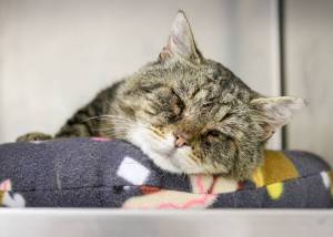 Pet of the Week: Winston