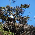 Big bird, big appetite