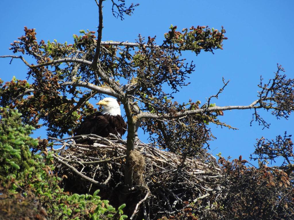 Big bird, big appetite