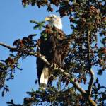Big bird, big appetite