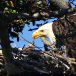 Big bird, big appetite