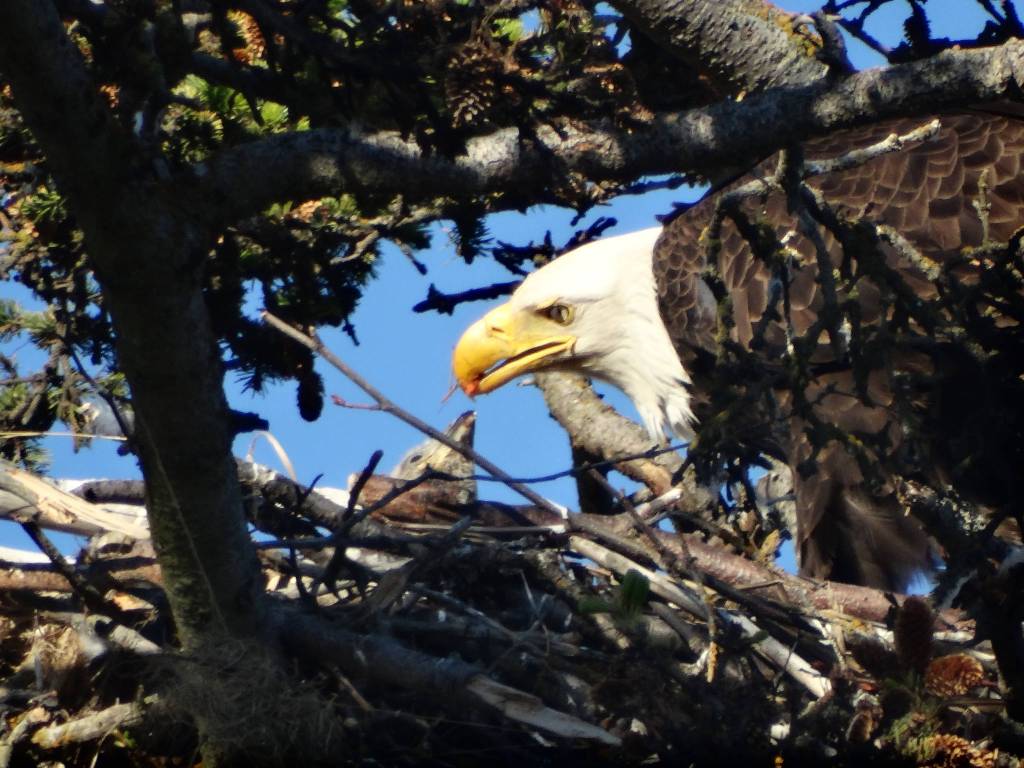 Big bird, big appetite