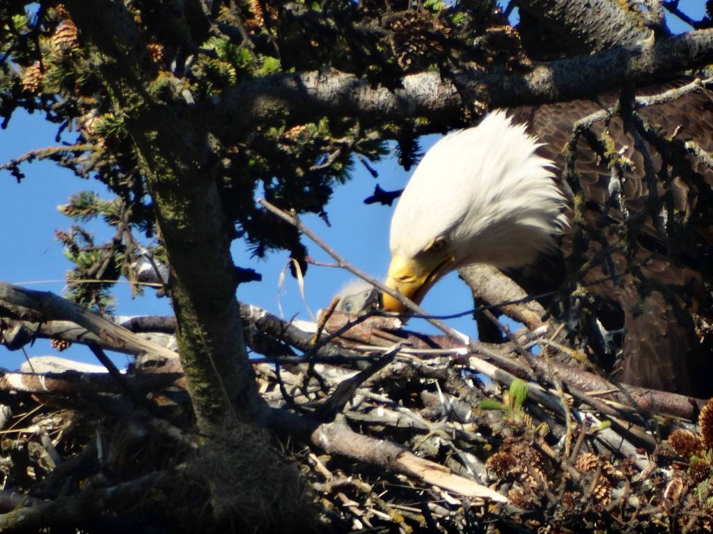Big bird, big appetite