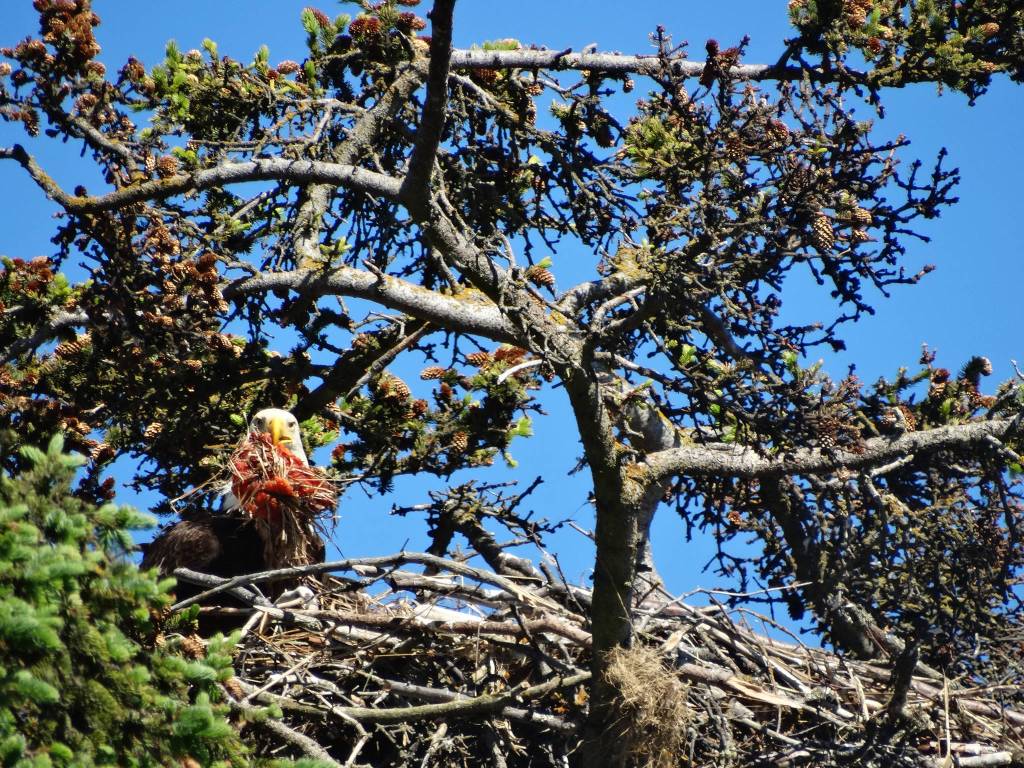 Big bird, big appetite