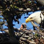 Big bird, big appetite