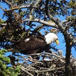 A bald eagle feeds a chick at the nest by the Homer motorhome dump on June 24. Since 2010, a pair of bald eagles has nested in the area near Beluga Slough south of the Lake Street and Sterling Highway intersection. The first nest was destroyed when the tree fell down in a winter storm. In 2012 the eagles built a new nest across from the Homer Post Office by the motorhome dump station. In 2014 they built another nest in a new tree closer to the slough. In 2016 they built another nest, but in 2017 moved back to the post office location.