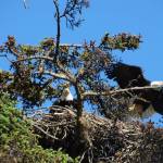 A bald eagle flies away from its nest on the evening of June. 24, 2017, at the spot across from the Homer Post Office on the Sterling Highway. Since 2010, a pair of bald eagles has nested in the area near Beluga Slough south of the Lake Street and Sterling Highway intersection. The first nest was destroyed when the tree fell down in a winter storm. In 2012 the eagles built a new nest across from the Homer Post Office by the motorhome dump station. In 2014 they built another nest in a new tree closer to the slough. In 2016 they built another nest, but in 2017 moved back to the post office location.