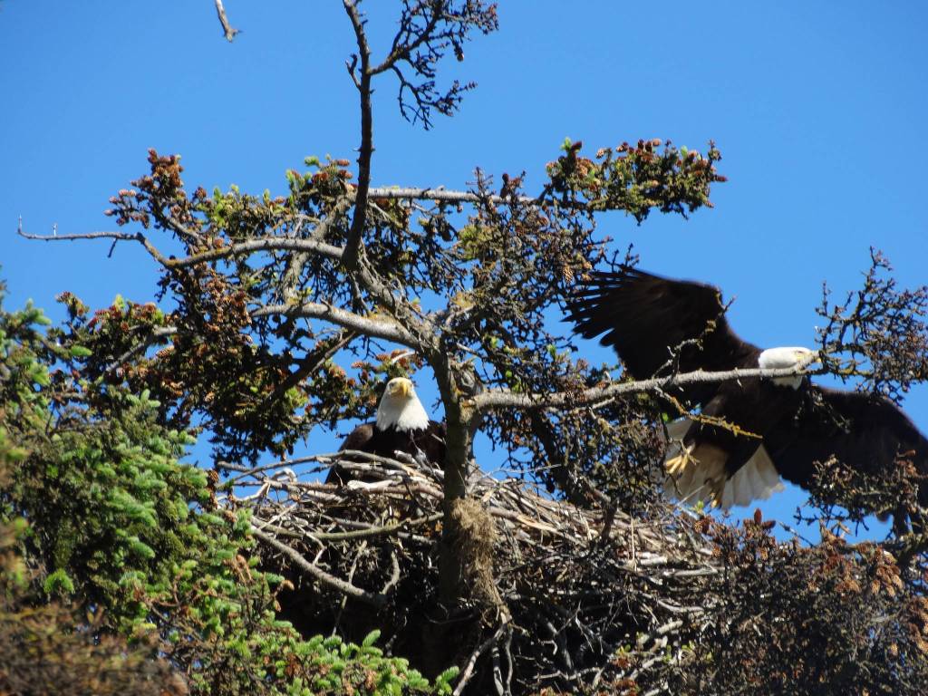 A bald eagle flies away from its nest on the evening of June. 24, 2017, at the spot across from the Homer Post Office on the Sterling Highway. Since 2010, a pair of bald eagles has nested in the area near Beluga Slough south of the Lake Street and Sterling Highway intersection. The first nest was destroyed when the tree fell down in a winter storm. In 2012 the eagles built a new nest across from the Homer Post Office by the motorhome dump station. In 2014 they built another nest in a new tree closer to the slough. In 2016 they built another nest, but in 2017 moved back to the post office location.
