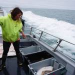 Chelsea Schmidt sorts halibut into totes as the North Country Charters fishing boat Irish returns to Homer, Alaska on July 16, 2017. All 16 anglers fishing that day caught their limit of two fish each. Photo by Michael Armstrong/Homer News
