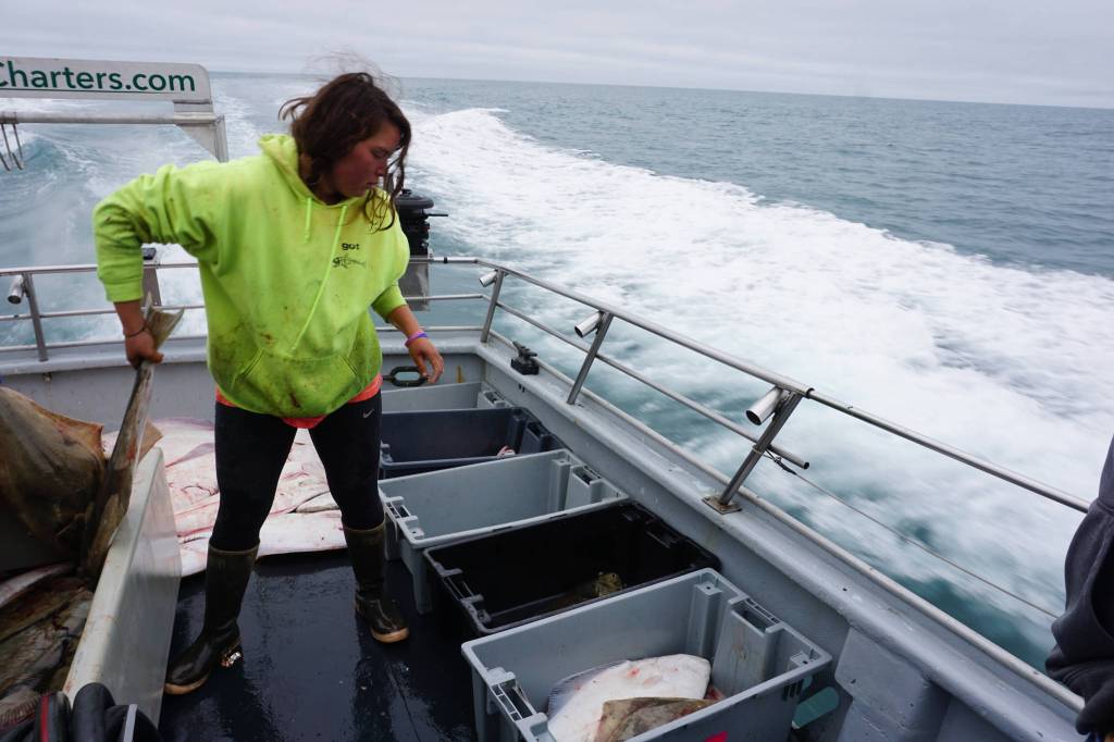 Chelsea Schmidt sorts halibut into totes as the North Country Charters fishing boat Irish returns to Homer, Alaska on July 16, 2017. All 16 anglers fishing that day caught their limit of two fish each. Photo by Michael Armstrong/Homer News