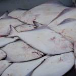 A pile of halibut sits on the deck of the North Country Charters boat Irish after a successful halibut trip on July 16, 2017 out of Homer, Alaska. All 16 anglers on board limited out, some catching fish as large as 85 pounds. Photo by Michael Armstrong/Homer News