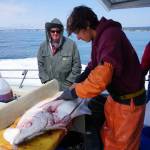 Casey McKinnon fillets a halibut as the Irish returns to Homer from a halibut fishing July 16, 2017 trip in Cook Inlet near Mount Iliamna, Alaska. According to federal regulations, halibut can be filleted on board into four bottom and top pieces as long as the skin is retained and the carcass for a size-restricted fish is kept. Photo by Michael Armstrong/Homer News