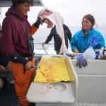 Casey McKinnon fillets a halibut as the Irish returns to Homer, Alaska from a halibut fishing trip in Cook Inlet near Mount Iliamna on July 16, 2017. Fellow deckhand Chelsea Schmidt watches. According to federal regulations, halibut can be fileted on board into four bottom and top pieces as long as the skin is retained and the carcass for a size-restricted fish is kept. Photo by Michael Armstrong/Homer News