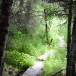 Goshawk can’t stop enjoyment of ‘gem of a trail’