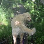 Goshawk can’t stop enjoyment of ‘gem of a trail’