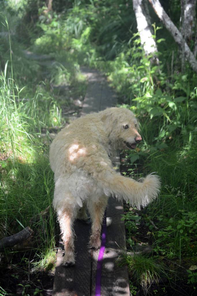 Goshawk can’t stop enjoyment of ‘gem of a trail’