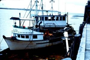 Togiak Sac Roe Herring: Catch the Story Before it’s Gone