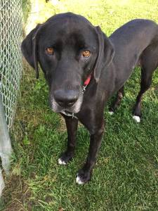 Pet of the Week: Lucy