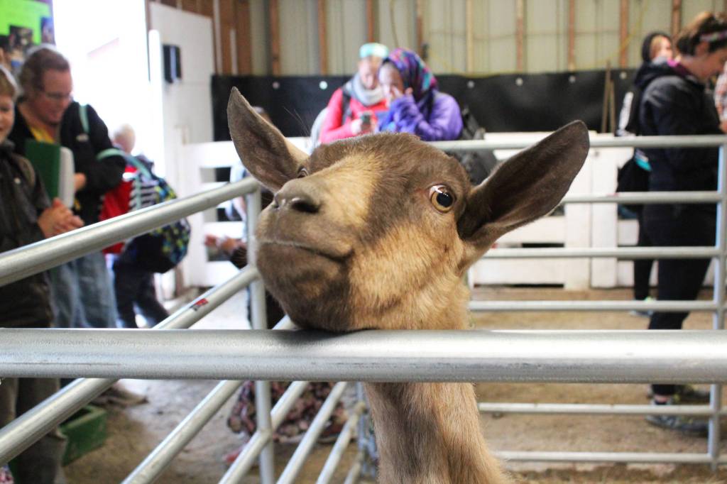 A goat peers over the bar of its pen Friday, Aug. 18, 2017 at the Kenai Peninsula Fair in Ninilchik, Alaska. (Photo by Megan Pacer/Homer News)
