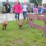 Trinity White, 10, and Alexa Richards, 12, chase pigs down the track during the pig races at the Kenai Peninsula Fair on Friday, Aug. 18, 2017 in Ninilchik, Alaska. Race organizers need volunteer chasers to keep the pigs going in the right direction. (Photo by Megan Pacer/Homer News)