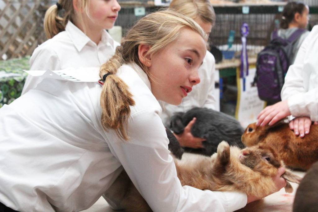 Melanie Carpenter, 11, speaks with onlookers while preparing her rabbit to show on Friday, Aug. 18, 2017 at the Kenai Peninsula Fair in Ninilchik, Alaska. Carpenter showed a pig at the fair this year as well. (Photo by Megan Pacer/Homer News)