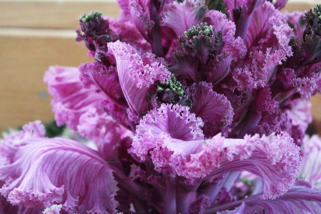 A kale plant rests in a small building along with several other winning vegetables at this year&rsquo;s Kenai Peninsula Fair on Friday, Aug. 18, 2017 in Ninilchik, Alaska. (Photo by Megan Pacer/Homer News)