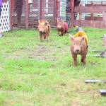 Small pigs make a break for it at the start of the first series of pig races at the Kenai Peninsula Fair on Friday, Aug. 18, 2017 in Ninilchik, Alaska. Each pig, sponsored by a local business, was bet on by members of the surrounding crowd and ran in two heats of three for each race series. Pig No. 3, &ldquo;Zoey&rdquo; won the day&rsquo;s first series. (Photo by Megan Pacer/Homer News)
