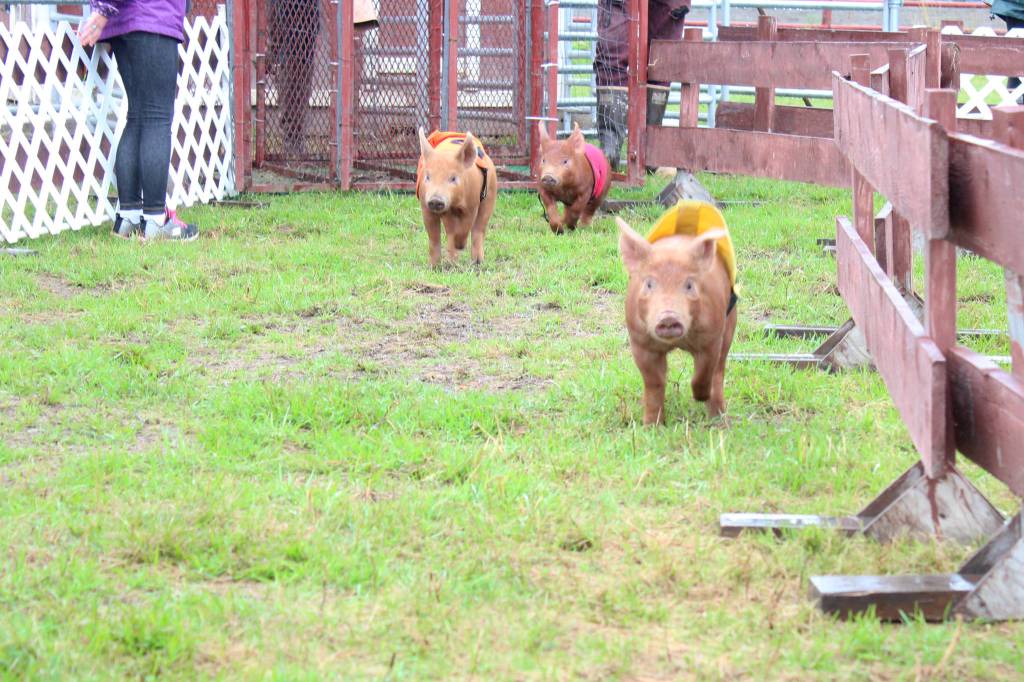 Small pigs make a break for it at the start of the first series of pig races at the Kenai Peninsula Fair on Friday, Aug. 18, 2017 in Ninilchik, Alaska. Each pig, sponsored by a local business, was bet on by members of the surrounding crowd and ran in two heats of three for each race series. Pig No. 3, &ldquo;Zoey&rdquo; won the day&rsquo;s first series. (Photo by Megan Pacer/Homer News)