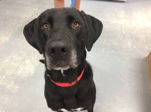 Pet of the Week: Lucy