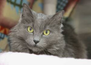 Pet of the Week: Possum