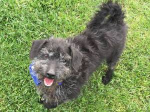 Pet of the Week: Toto